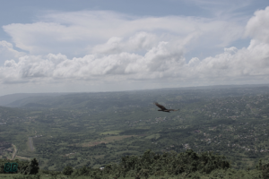 Vulture in Flight at Mile Gully Mountain, Manchester Jamaica