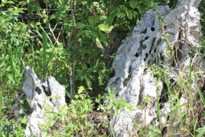 Rocks of Mile Gully Mountain, Manchester Jamaica