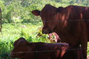 Jamaica Red Cow with Calf on Farm at Mile Gully Mountain